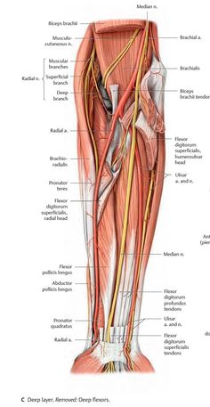 the anatomy of the leg and foot with labels on each side, labeled in red