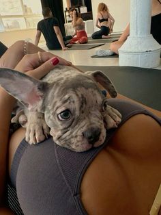 a small dog is sitting on the back of a woman's lap in a yoga class