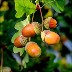 several acorns hanging from a tree with green leaves