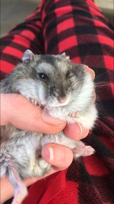 a person holding a small rodent in their hand on a red and black checkered blanket