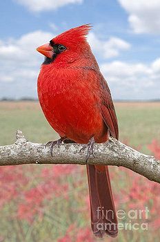 a red bird sitting on top of a tree branch in front of a flower field