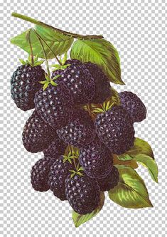 a bunch of blackberries on a branch with green leaves, transparent background png