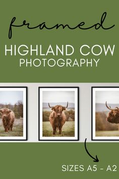 three framed photographs of highland cows in a field with text overlay that reads framed highland cow photography sizes as a 2x2