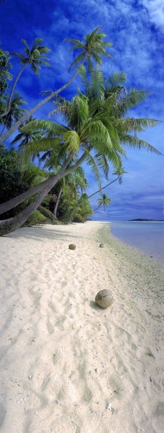 a beach with palm trees and rocks on it