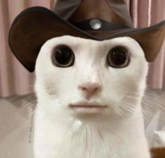 a white cat wearing a brown hat and looking at the camera with eyes wide open