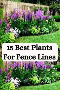 the top 15 best plants for fence lines