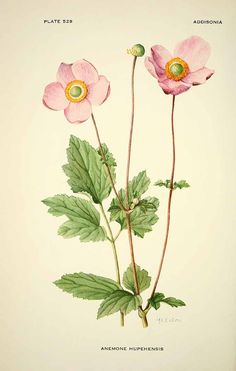 two pink flowers with green leaves on a white background