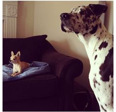 a dog sitting on a couch next to a small chihuahua