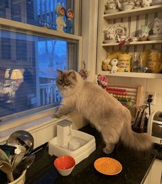 a cat standing on top of a counter next to a window