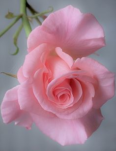 a pink rose is blooming on a branch