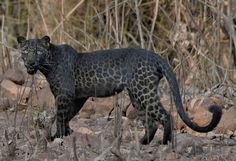 a large black leopard standing on top of a dry grass covered field next to rocks