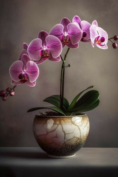 an orchid plant in a vase with purple flowers on the top and green leaves growing out of it