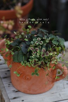 a potted plant sitting on top of a wooden table