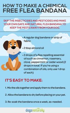 how to make a chemical pre - flea bandana for your dog or cat?