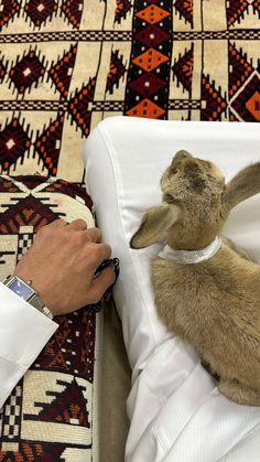 a person is petting a baby bunny on the bed