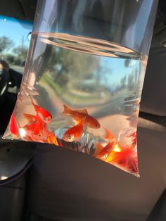 goldfish in a plastic bag hanging from the back seat of a car