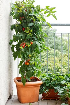 a potted plant on the outside of a building with lots of green leaves and red berries