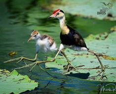 two birds standing on top of a leaf covered body of water next to each other