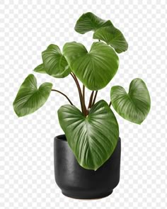 a potted plant with large green leaves in it, on a transparent background png