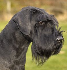 a large black dog standing on top of a lush green field