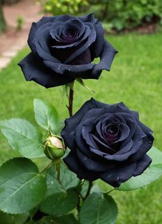 two black roses are blooming in the garden