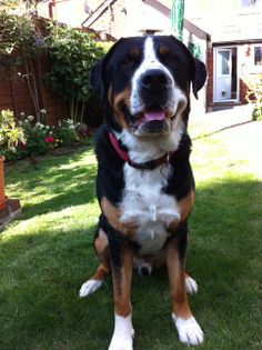 a dog sitting in the grass with its tongue out