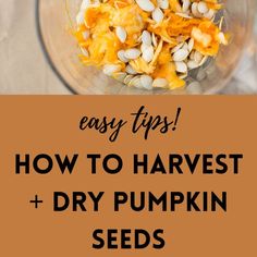 pumpkin seeds that were harvested and dried Healthy Seeds, Roasted Pumpkin Seeds, How To Make Pumpkin, Fresh Salsa, Best Pumpkin, Pumpkin Soup