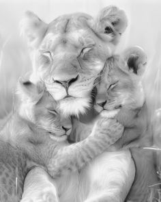 two young lions cuddle together in the grass, black and white photograph by scott campbell