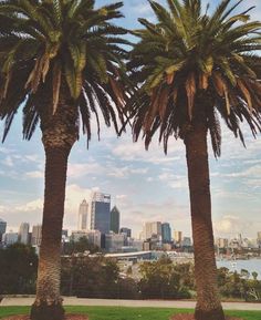 two palm trees with the city in the background