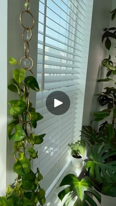 some plants are hanging from the side of a window sill in front of a white wall