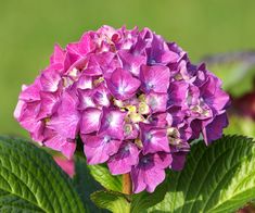 a purple flower with green leaves in the foreground