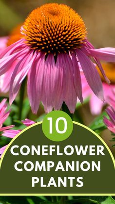 Coneflower Garden Fruit Trees, Best Companion Plants, Blooms All Summer, How To Grow Lemon, Courtyard Ideas, Garden Fruit, Flowers To Grow, Best Perennials, Berry Bushes