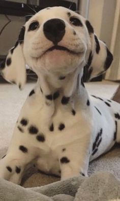 a dalmatian puppy sitting on the floor with his head turned to look like he is smiling