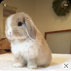 a small rabbit sitting on top of a bed