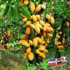 a bunch of bananas hanging from a tree in the forest with lots of green leaves