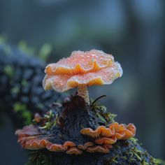 an orange and white mushroom sitting on top of a moss covered tree branch