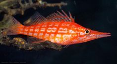 a red and white fish sitting on top of a tree branch