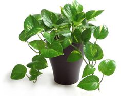 a potted plant with lots of green leaves on it's side, in front of a white background