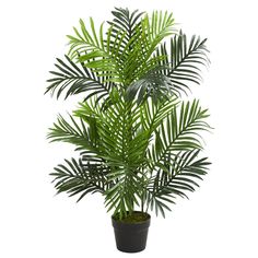 a palm tree in a pot on a white background