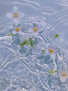 white flowers floating in water with green leaves on the bottom and yellow center surrounded by ripples