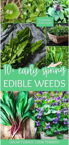 various images of edible plants and flowers with text overlay that reads 10 easy spring edible weeds