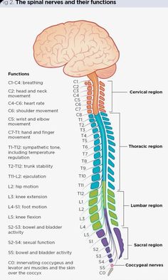 the nervous system and its functions, including the cerebratorys to the brain