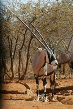 an antelope standing in the dirt near some trees