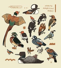 an illustration of birds with different colors and patterns on it's back side, including one