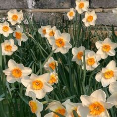 many white and yellow flowers near a brick wall