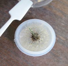 a dandelion in a bowl with a plastic spoon