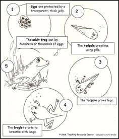 frog life cycle worksheet with pictures and instructions to help kids learn how to use them