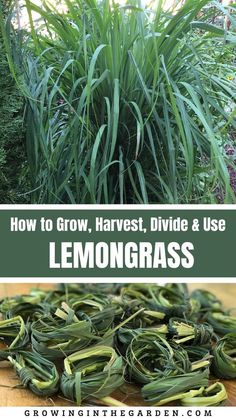 how to grow, harvest, divide and use lemongrass in your garden or yard