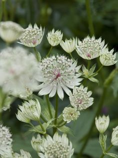 white flowers with green leaves in the background