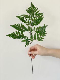 PLEASE READ At this time, processing time for each order will take 3 weeks, on top of that will be the shipping time.Shipping time is not in our hands!Please if you need early than that, add to your cart---RUSH MY ORDER ---listing,with that listing priority shipping is included. The leatherleaf fern is Preserved. This is the fern that is tucked in with most floral bouquets to enhance the presentation of the flowers used in the bouquets.will last for years. Listing is for 5 leafs. Leatherleaf Fern, Fern Bouquet, Dried Fern, Leather Leaf, Wedding Basket, Birth Flowers, Floral Bouquets, Fern, Bridal Bouquet